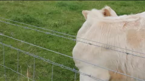 2020 Westhill's Story Part 10