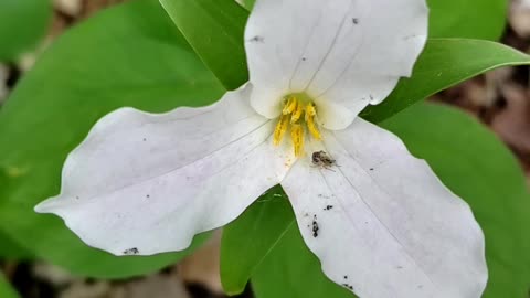 Trillium grandiflorum, the white trillium, great white trillium flower 2024