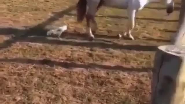 Hen vs Horse