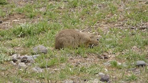 European ground squirrel