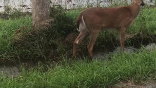 Deer with Dog Approaches Man