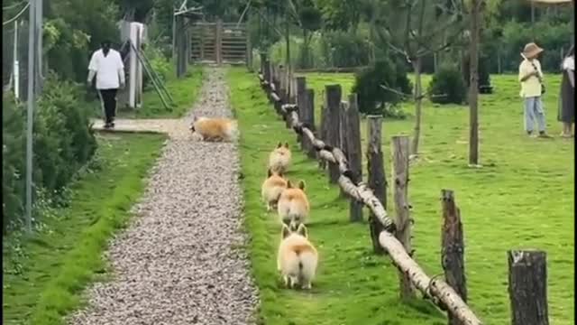 Cute Puppy Wiggly Butts