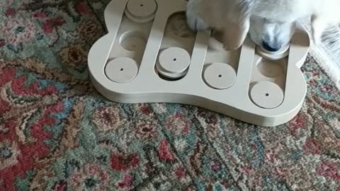 Puppy learning a new game