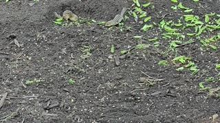 OMC! Did these gophers scare my flock of chickens away!? #gophers #scared #chickens #shorts #hens