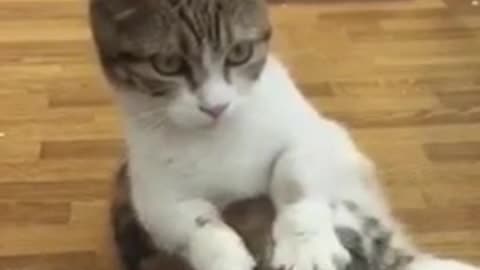 Kitty massage