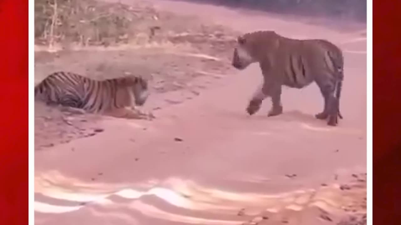 నువ్వా.. నేనా! #2tigersfight #female #tiger #viral #fight #video | FBTV NEWS