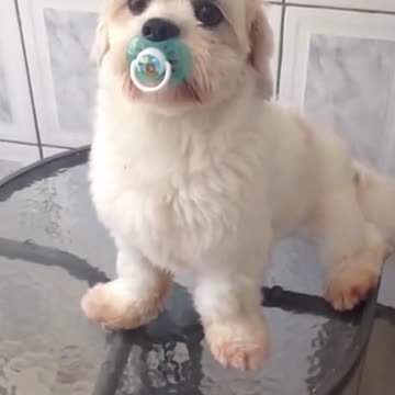 My Dog sucks the pacifier all the time!