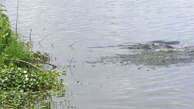 fish jumps out of water in Florida lake