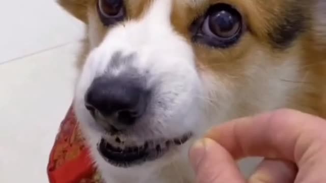 Very😍😍 cute☺☺Dog😆 funny angry video😤😤