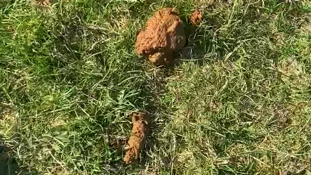Dog poop brown in colour