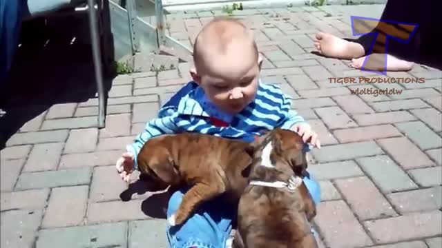 Cute Baby Annoying Dog - Cute Dog