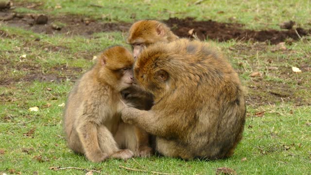 monkey