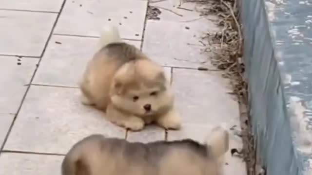 cute dog video