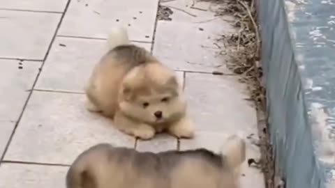 cute dog video