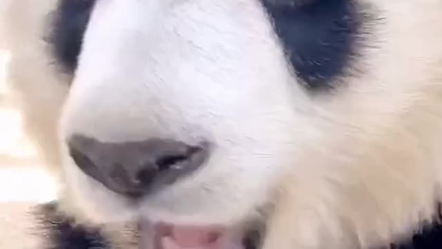 Cute giant panda