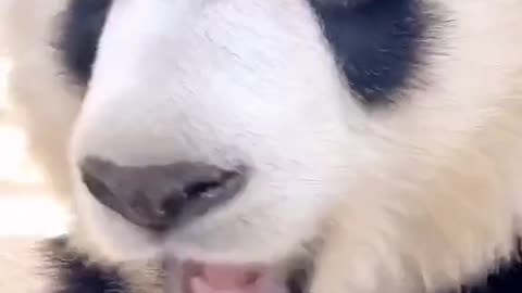 Cute giant panda