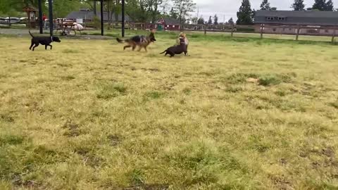 😍dogs playing 😍