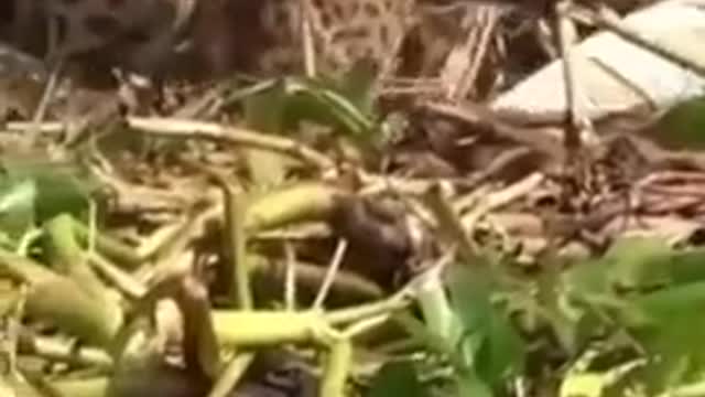 tiger 🐯 attacked crocodile 🐊# amazing video