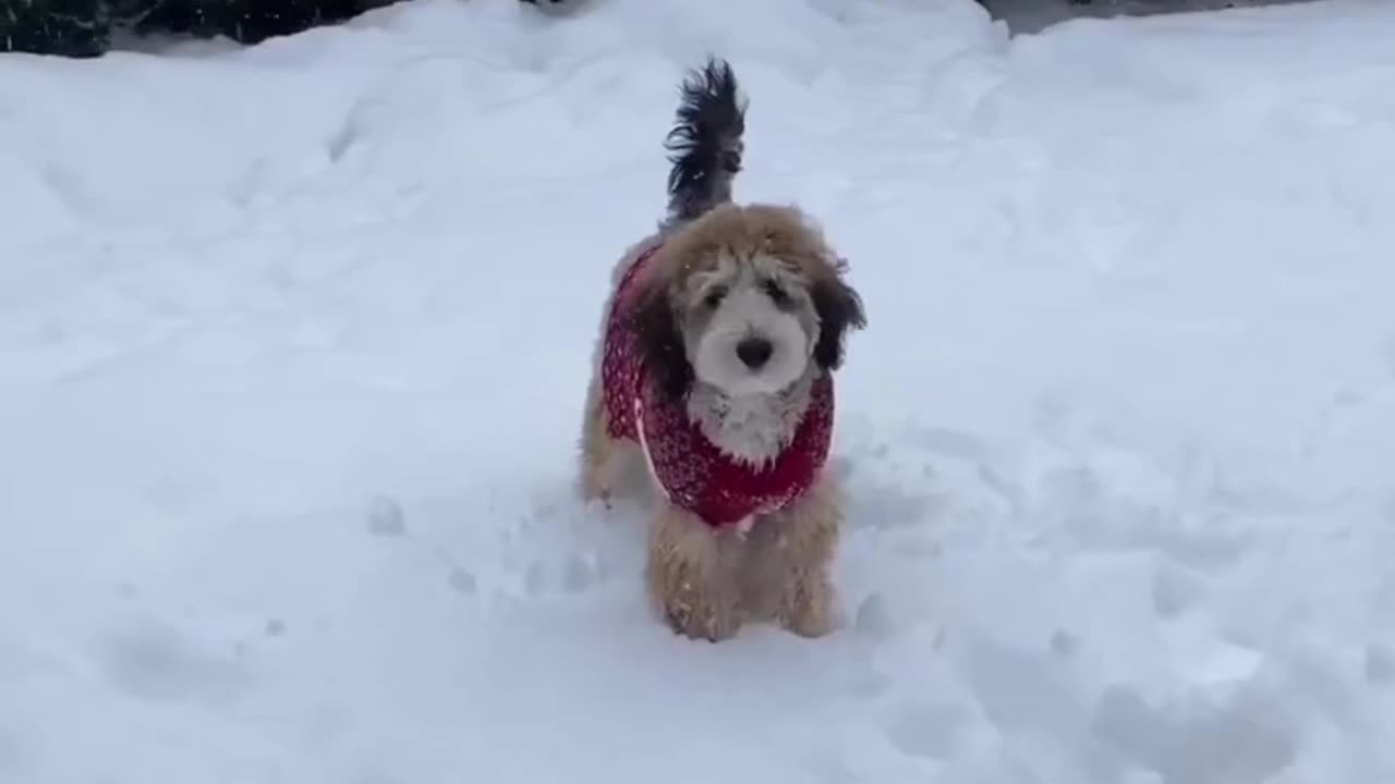 Cute chaos daily! 🐾😄 #Animals #pets #Funny #Reels #Shorts #Animalspoorly