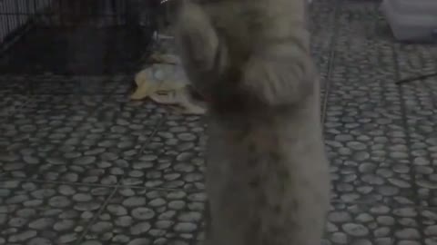 Cat wiping glass window