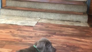 Lab Puppies of 2020