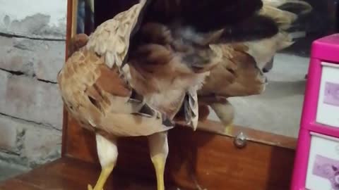 Bird Goes Beak-to-Beak with Mirror