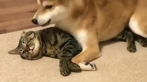 Cat and dog fight