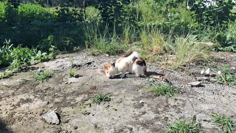 A colorful female cat eats another cat's food.