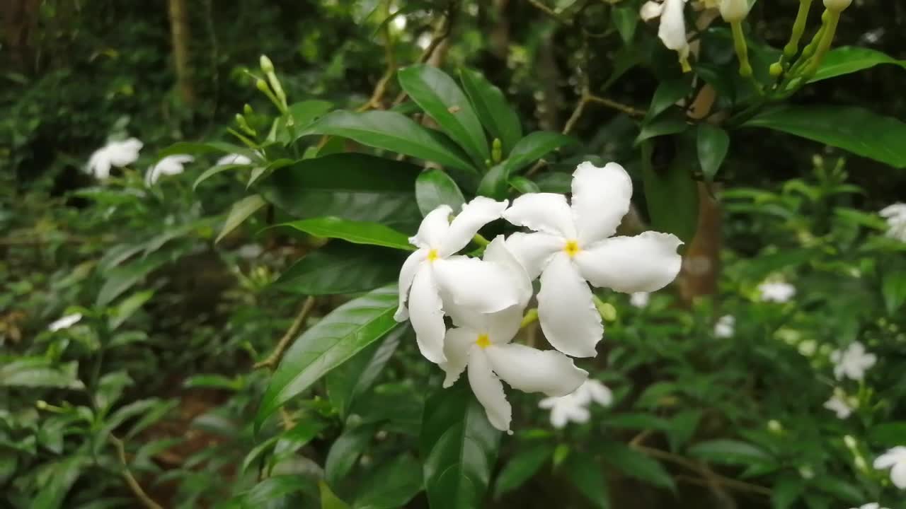 Natural Beauty | Beautiful Flower Make Your Mind Fresh