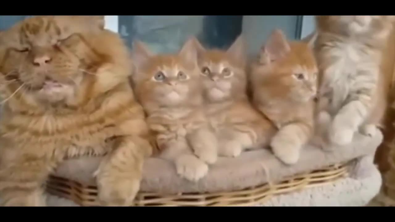 Cats and Cats are woolly fellows. We laughed heartily. Funny videos about cats. Video about cats