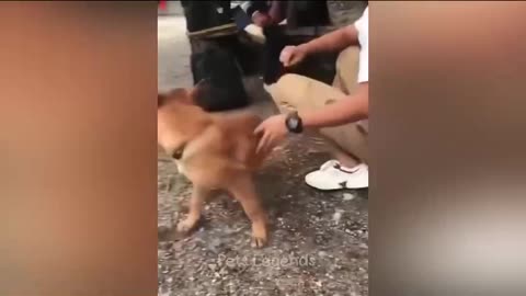 funniest animals