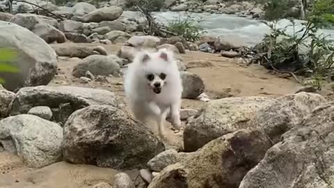 Nico- you almost hurt my hand! #cute #dog #doglover #funnymoments #smartnico #cat