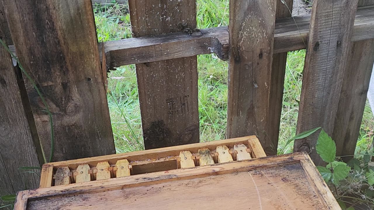 BEES!