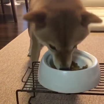 Was he really waiting for the green light to eat???