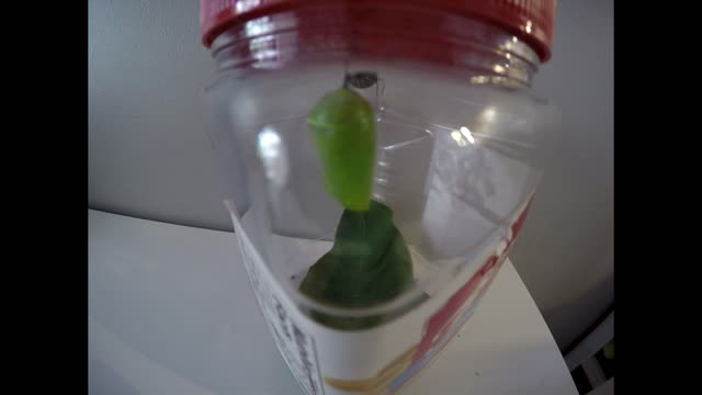 7/24/2021 Monarch Caterpillar to Chrysalis