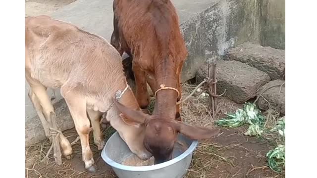 So sweet little cow child eating short video