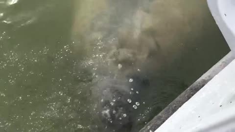 Manatee Drinking Fresh Water