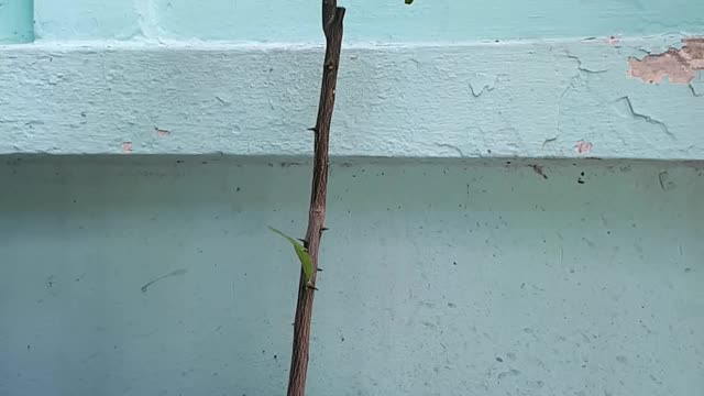 Lime tree