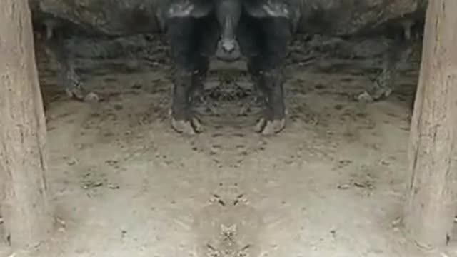nding #viral#new#2022 #animals #youtube @ViralHog @Animal Planet