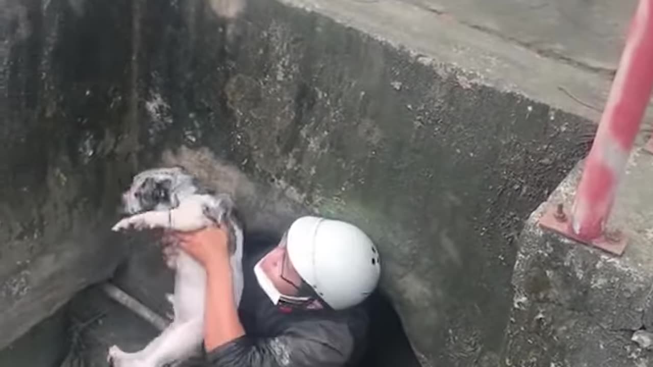 Owner Jumps Down Drain to Save Dog