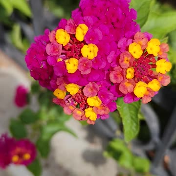 Lantanas