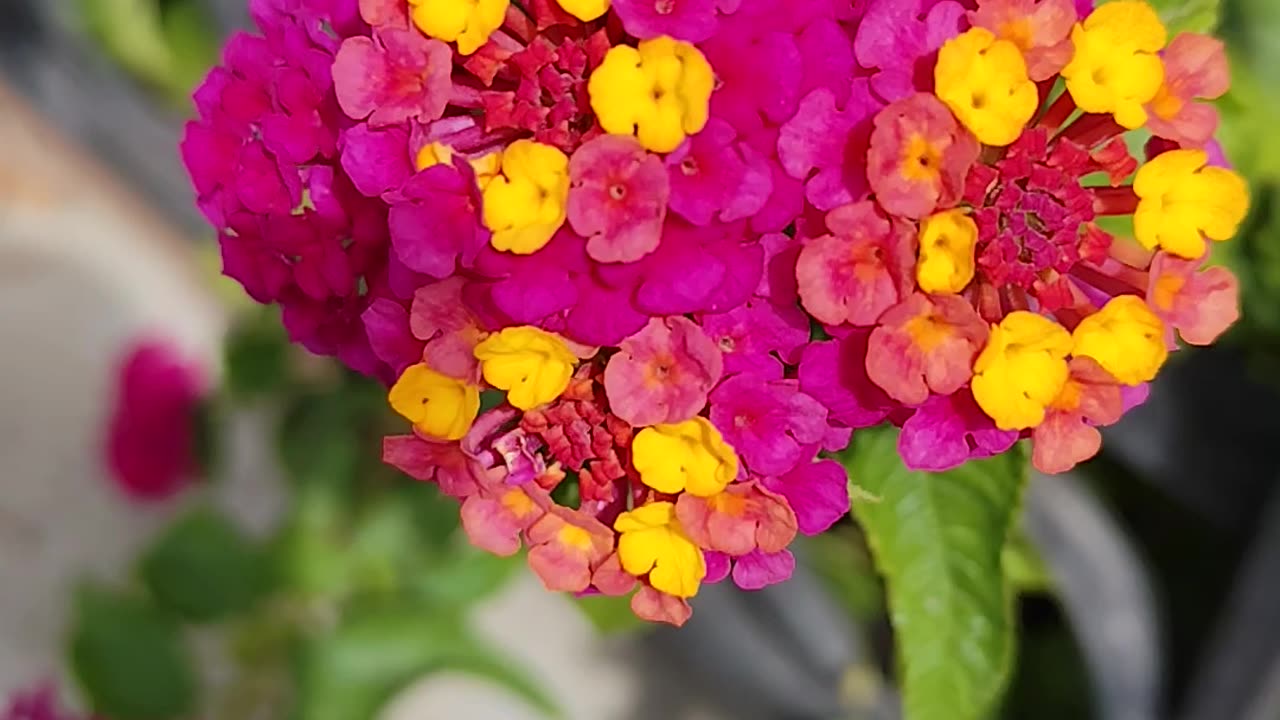 Lantanas