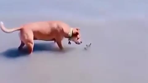 Funny Dog Got Surprise