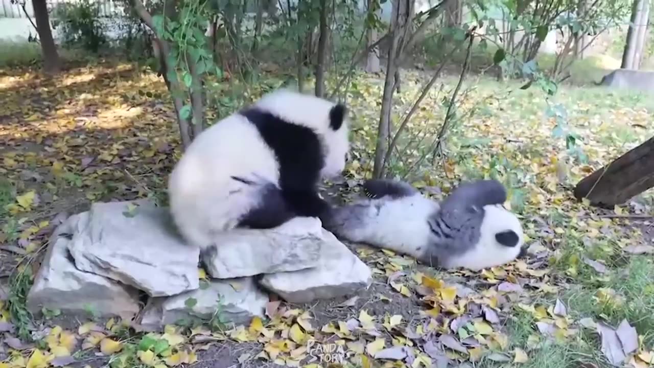 Panda Funny Moment