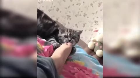 Fun happening of cats