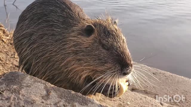 Cute pet wild animal eating