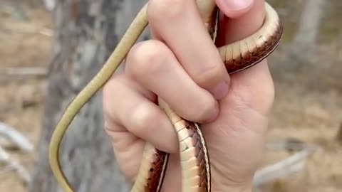 Ribbon Snake