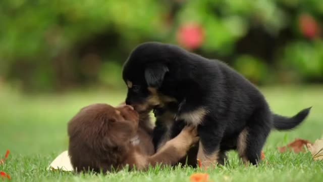 Cute Two Puppy Dogs Enjoy In Ground