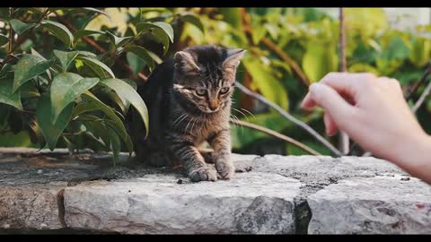 Playing with fun cat.