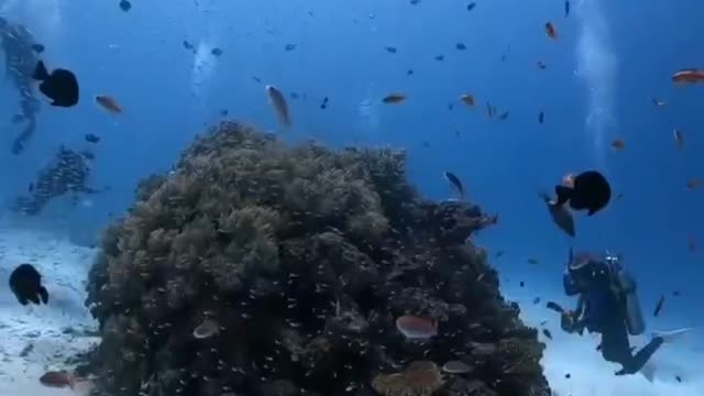 Underwater World